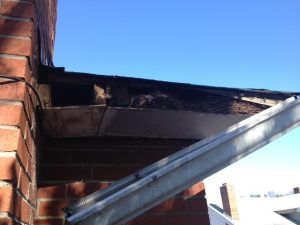 squirrel damage fascia